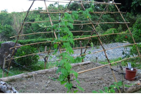 吊瓜的管理技术,生长期要重施基肥