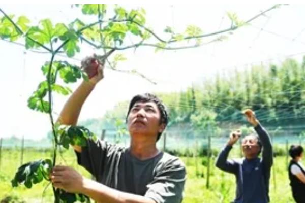 吊瓜的管理技术,生长期要重施基肥