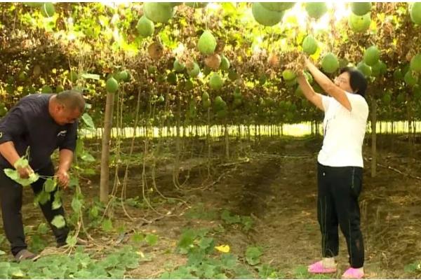 吊瓜的管理技术,生长期要重施基肥