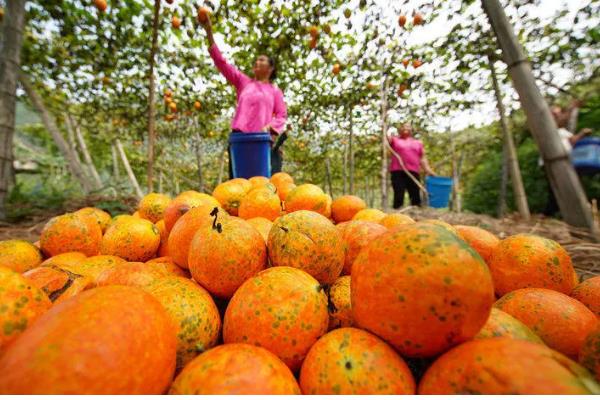吊瓜的管理技术,生长期要重施基肥