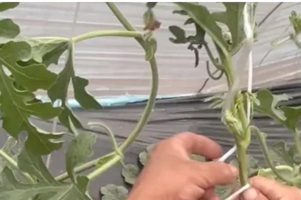 吊瓜的管理技术,生长期要重施基肥