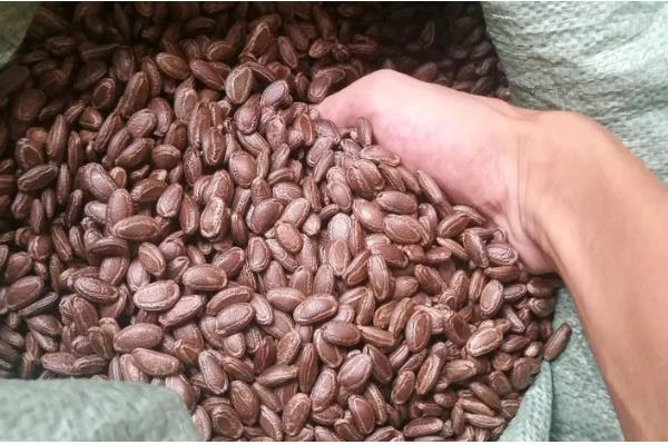 吊瓜的管理技术,生长期要重施基肥