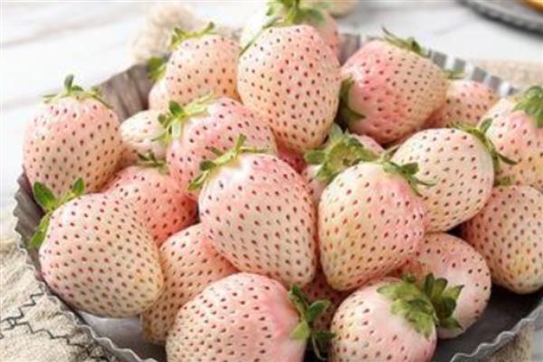 淡雪草莓和白雪公主的特点，前者软绵多汁、后者有黄桃味