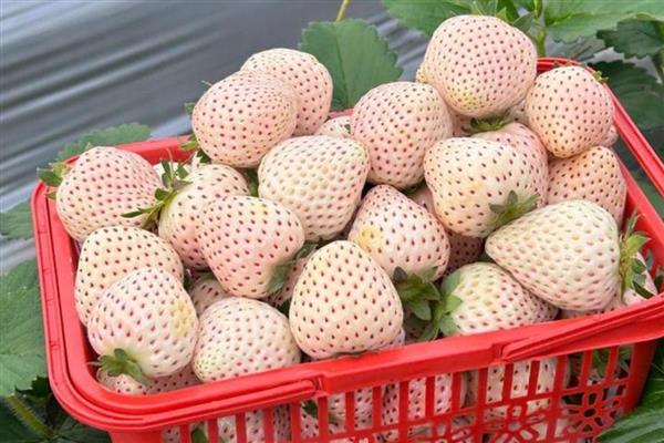 淡雪草莓和白雪公主的特点，前者软绵多汁、后者有黄桃味