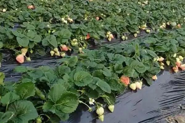 淡雪草莓和白雪公主的特点，前者软绵多汁、后者有黄桃味