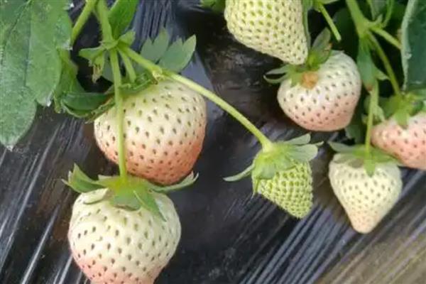 淡雪草莓和白雪公主的特点，前者软绵多汁、后者有黄桃味