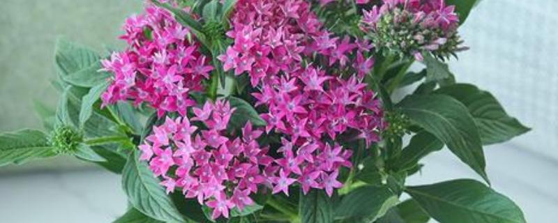 五星花是多年生还是一年生植物，是一年生草本植物