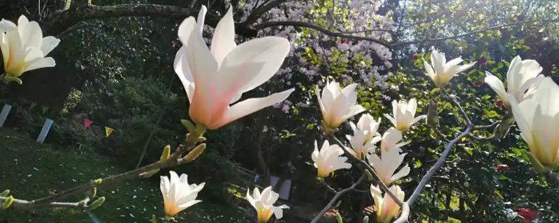 木兰花的花语，寓意高洁典雅、勇敢无畏等