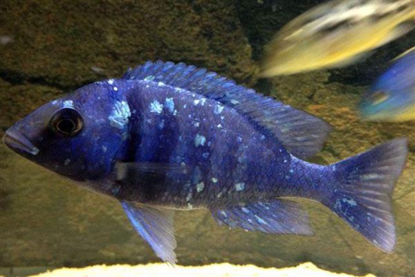 蓝月亮宝石鱼好不好养，饲养难度较大不适合新手
