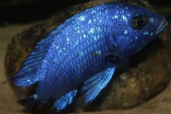 蓝月亮宝石鱼好不好养，饲养难度较大不适合新手