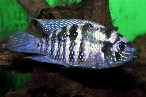 蓝月亮宝石鱼好不好养，饲养难度较大不适合新手