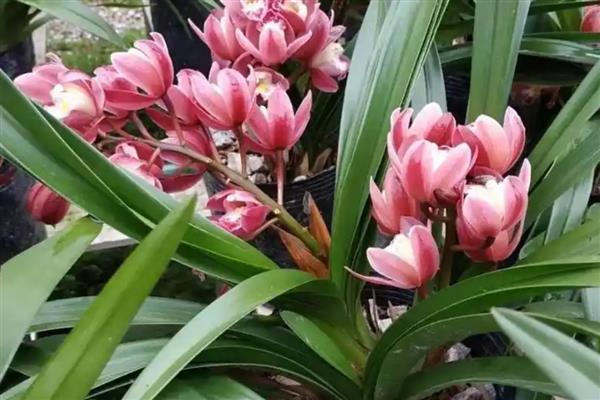 香兰花如何养殖，生长期间每隔7-10天追肥一次