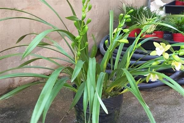 香兰花如何养殖，生长期间每隔7-10天追肥一次