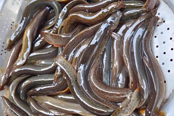 生吃泥鳅的危害，容易感染寄生虫病