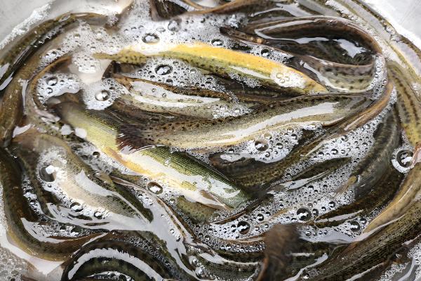 生吃泥鳅的危害，容易感染寄生虫病