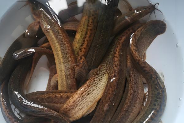 生吃泥鳅的危害，容易感染寄生虫病