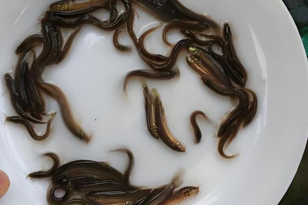 生吃泥鳅的危害，容易感染寄生虫病