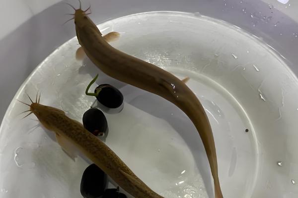 生吃泥鳅的危害，容易感染寄生虫病