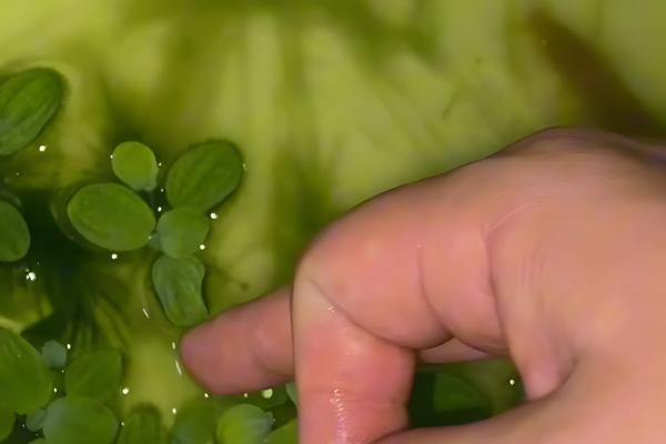 生吃泥鳅的危害，容易感染寄生虫病