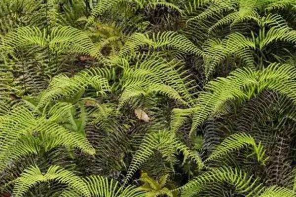 里白是不是蕨类植物，属于蕨类株高能达到1.5米左右