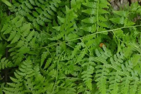 里白是不是蕨类植物，属于蕨类株高能达到1.5米左右