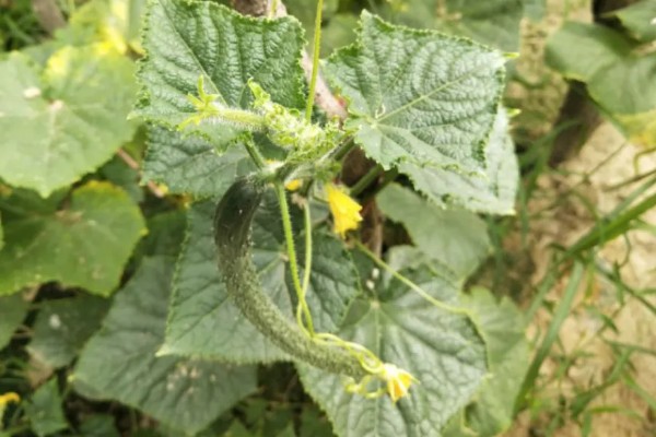 怎么防治黄瓜花打顶，喷施磷酸二氢钾可促进营养生长