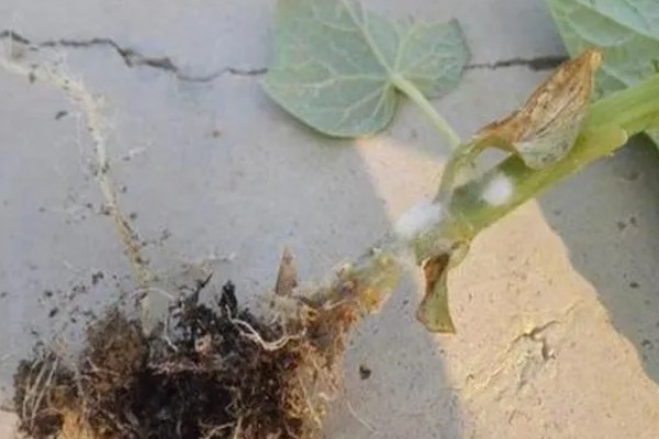 怎么防治黄瓜花打顶，喷施磷酸二氢钾可促进营养生长