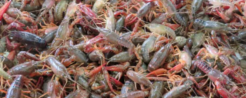 小龙虾原产于哪里，包括美国、墨西哥等国家