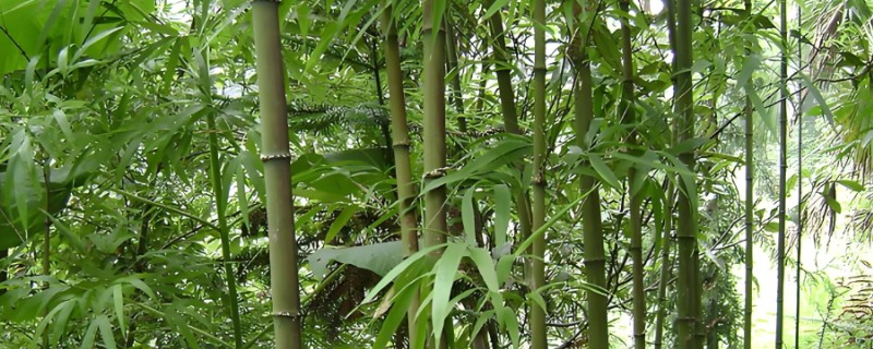 毛竹种子的种植方法，播种前要进行催芽处理