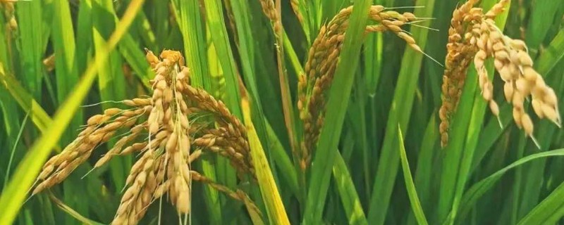 早稻高温逼熟现象如何防治，高温天气时采取喷灌等措施降温