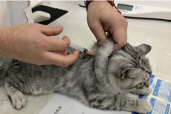 猫咪打疫苗和驱虫要间隔多久,至少要间隔一个星期