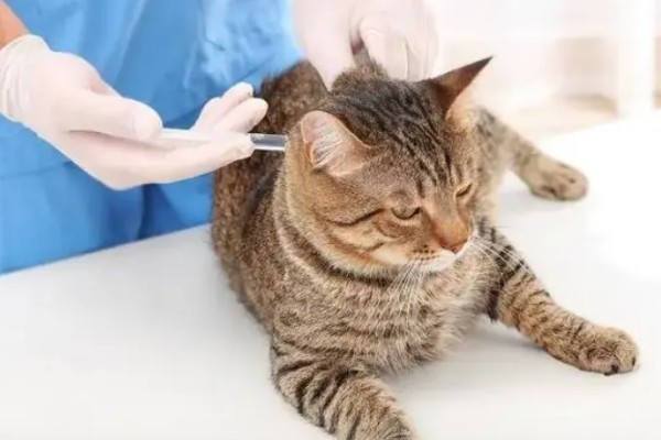 猫咪打疫苗和驱虫要间隔多久,至少要间隔一个星期