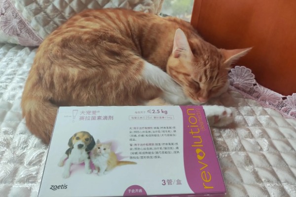 猫咪打疫苗和驱虫要间隔多久,至少要间隔一个星期