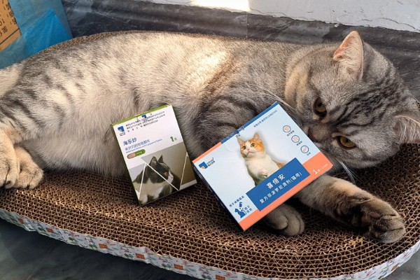 猫咪打疫苗和驱虫要间隔多久,至少要间隔一个星期