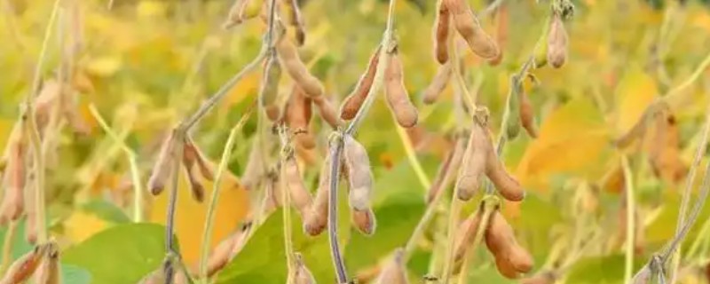 秋黄豆的增产有方法，要增施磷钾肥促粒重