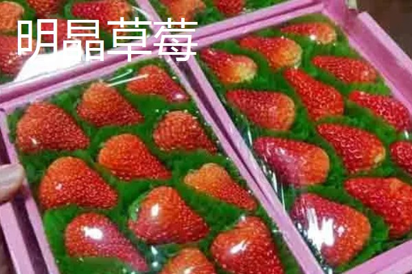 哪些草莓特高产，幸香、章姬、红颜等品种产量很高