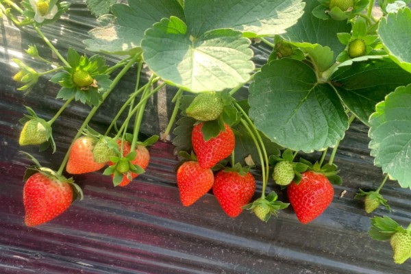 哪些草莓特高产，幸香、章姬、红颜等品种产量很高