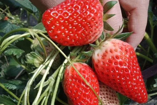 哪些草莓特高产，幸香、章姬、红颜等品种产量很高