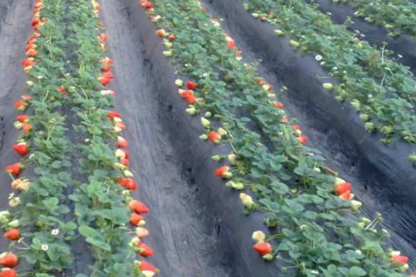 哪些草莓特高产，幸香、章姬、红颜等品种产量很高