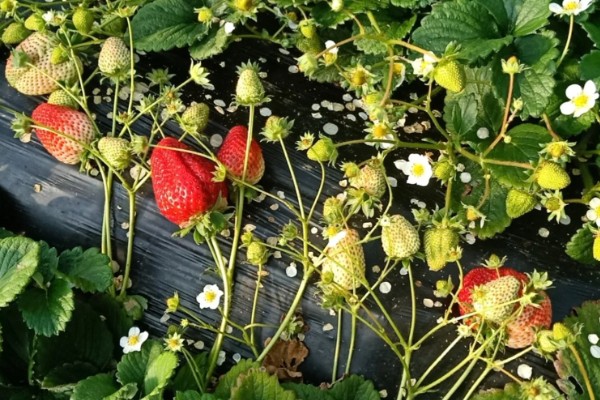 哪些草莓特高产，幸香、章姬、红颜等品种产量很高