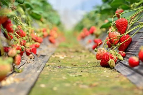 哪些草莓特高产，幸香、章姬、红颜等品种产量很高