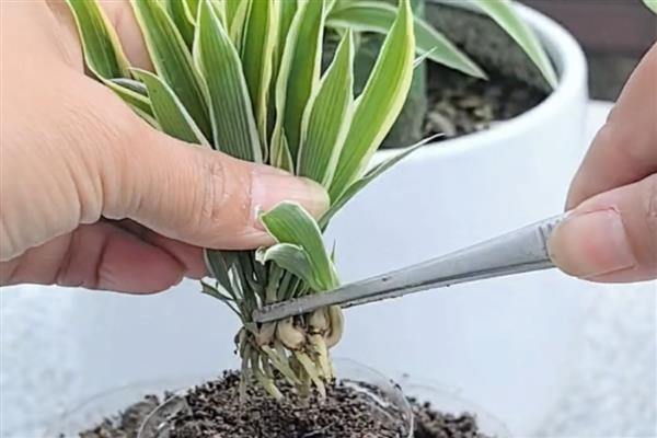 吊兰怎么繁殖，可以根茎繁殖也可扦插繁殖