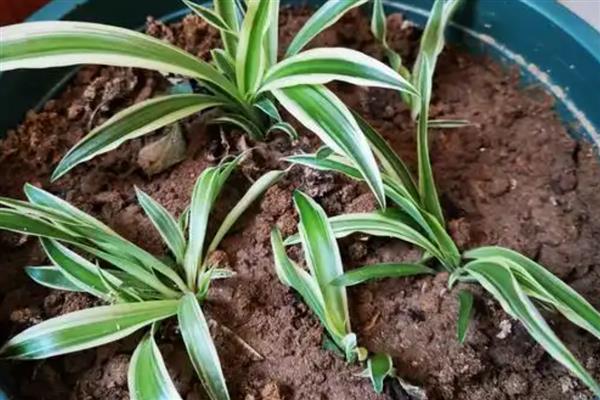 吊兰怎么繁殖，可以根茎繁殖也可扦插繁殖