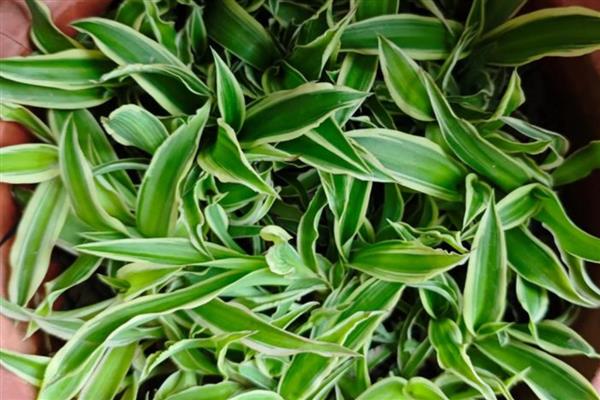 吊兰怎么繁殖，可以根茎繁殖也可扦插繁殖