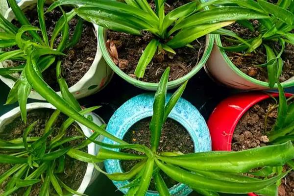 吊兰怎么繁殖，可以根茎繁殖也可扦插繁殖