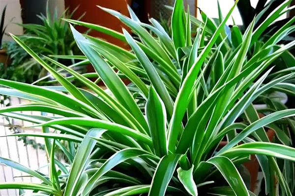 吊兰怎么繁殖，可以根茎繁殖也可扦插繁殖