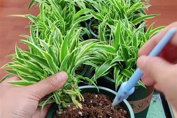 吊兰怎么繁殖，可以根茎繁殖也可扦插繁殖