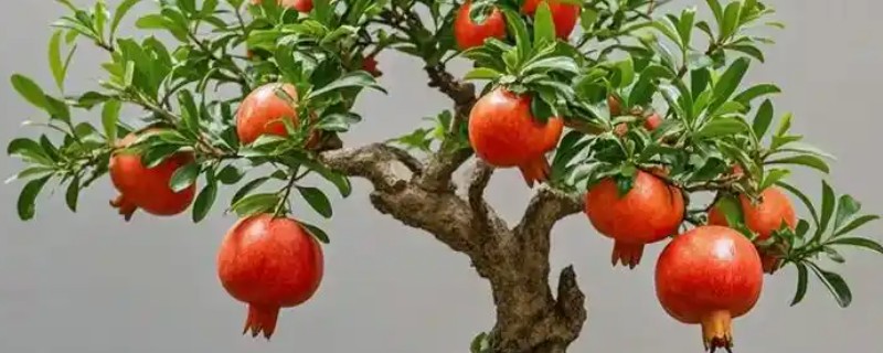 盆栽石榴冬天能不休眠吗，生长温度在10℃以上就不会冬眠