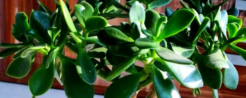 玉树换盆后蔫了怎么办，移到阴凉通风的环境中1-2周缓盆