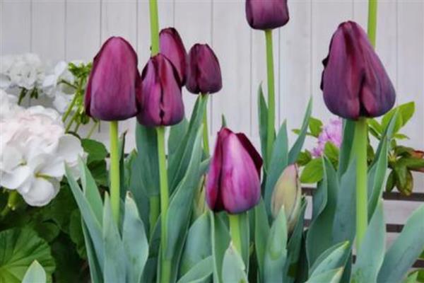 郁金香的品种，有夜皇后、荷兰小姐等